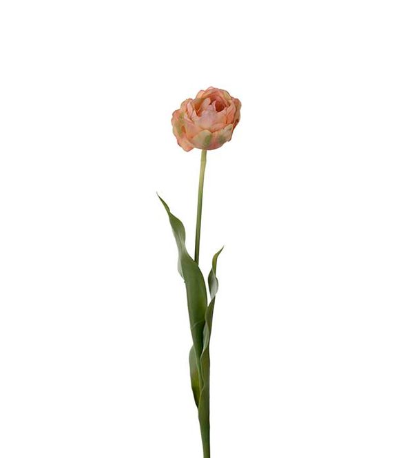 Hovedbilde Tulipan Dus Aprikos 67cm