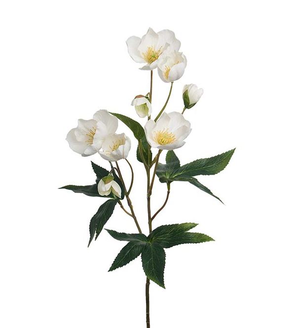 Hovedbilde Julerose 57cm Hvit