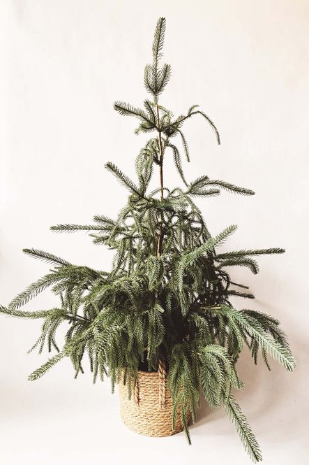 Hovedbilde Grantre 110cm