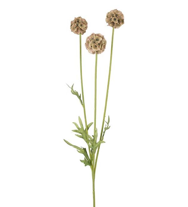 Hovedbilde Scabiosa 60cm