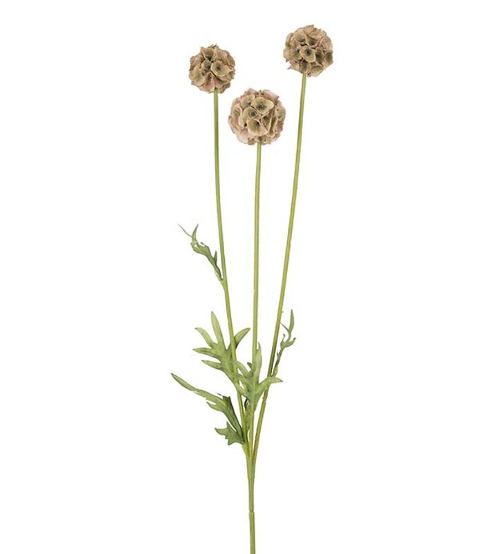 Scabiosa 60cm