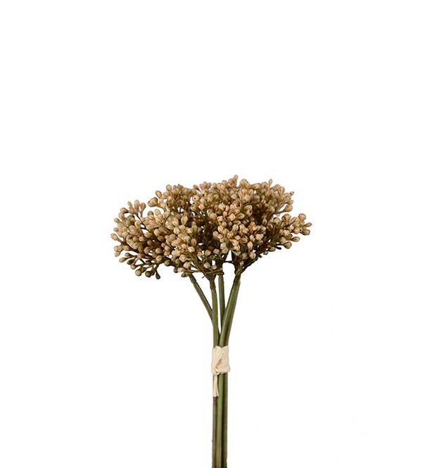 Hovedbilde  Sedumbunt 21cm