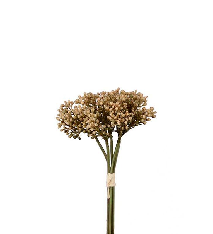  Sedumbunt 21cm