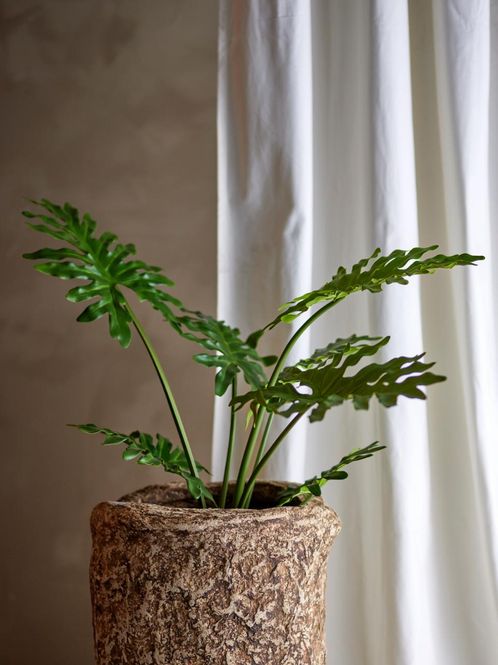 Hovedbilde Filodendron plante