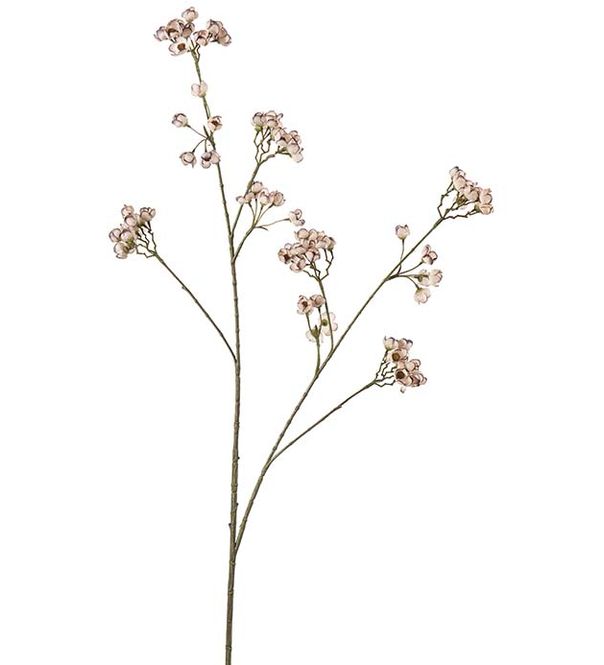 Hovedbilde Ferskenblomst 95cm