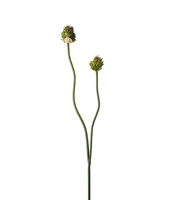 Hovedbilde Allium 60cm