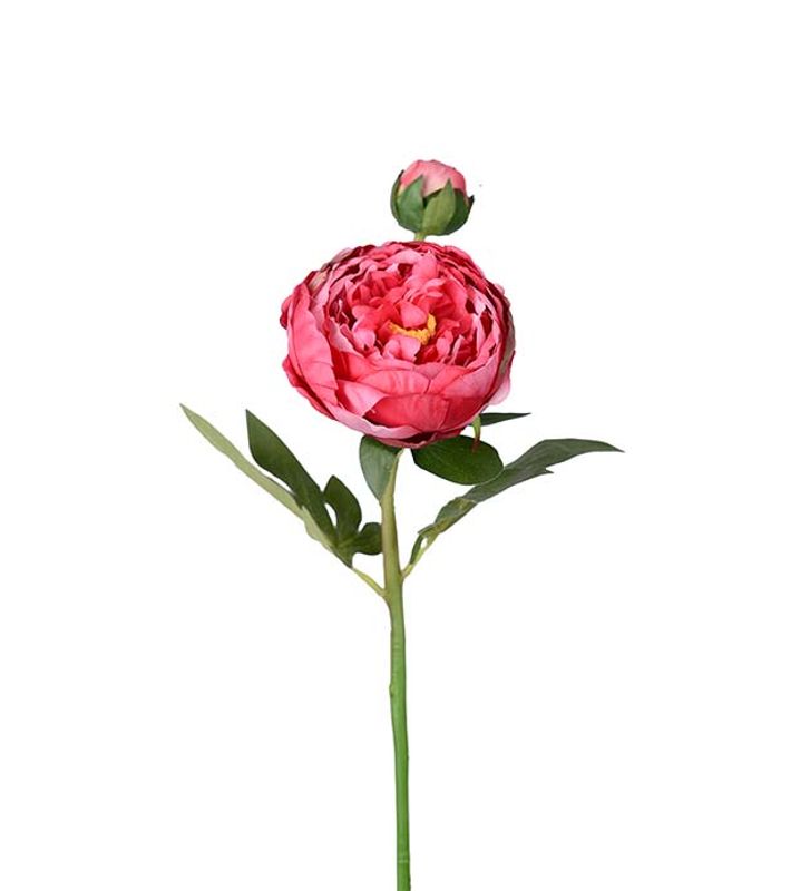 Pion 2knop Rosa 65cm
